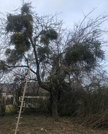 Misteln, Baum, Natur 