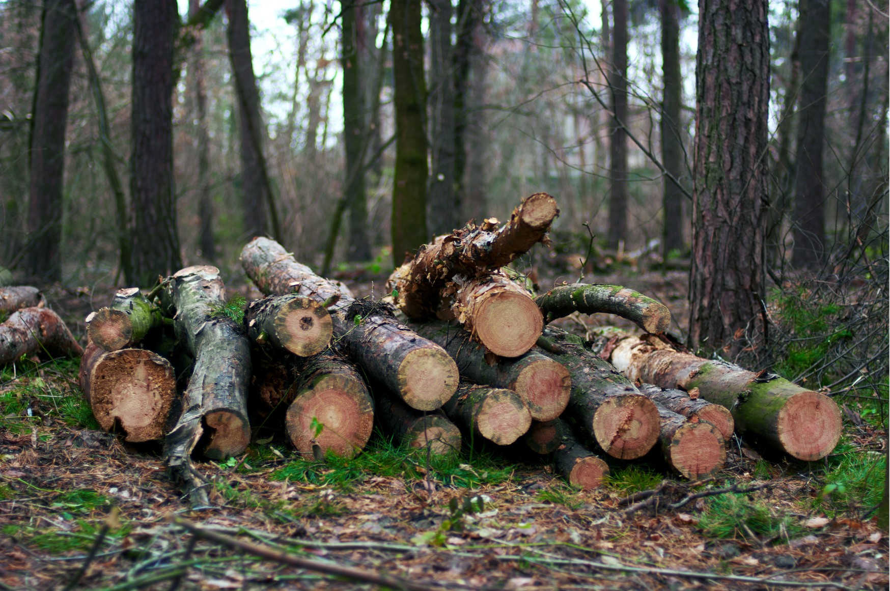 Brennholz