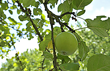 Obst, blätter