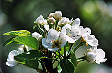 Blütenstand an einem Apfelbaum