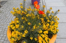 Ein großer, bepflanzter Blumentopf