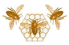 Bienen um eine Honigwabe