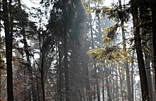 Wald © Stadtverwaltung Rottenburg am Neckar
