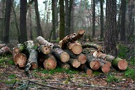 Brennholz 