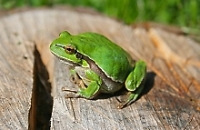 Ein Frosch auf dem Waldboden 