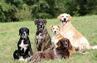 Hundebestandsaufnahme 