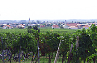 Der Weinbauort Gols ist Partnergemeinde von Ergenzingen 