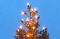 Weihnachtsbaum 