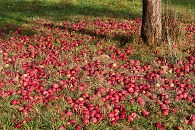 Ein Baum mit vielen roten Äpfeln daran. 