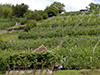 Weinbau im Weggental Berghang mit Weinstöcken