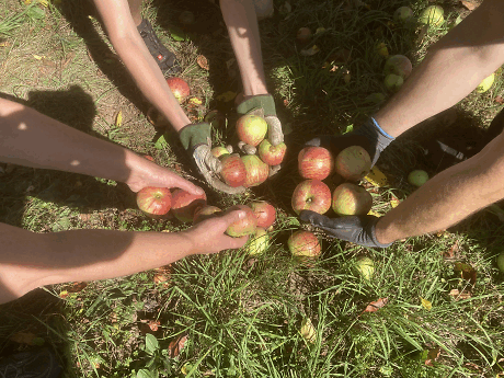Äpfel beim Streuobsttag vom Boden auflesen