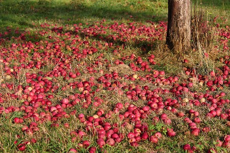 Äpfel heruntergefallen, um Baum herum