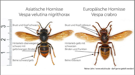 Vergleich der Asiatischen Hornisse (links) mit der heimischen und geschützten Europäischen Hornisse (rechts)