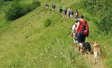 Die Wanderwölfe beim wandern mit Hunden
