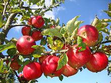 rote Äpfel am Baum