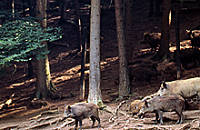 Wildschweine im Wald 