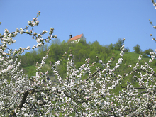 Wurmlinger Kapelle, davor blühende Obstbäume