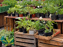 Marktstand mit Kisten auf denen Garten-Pflanzen zum Verkauf stehen