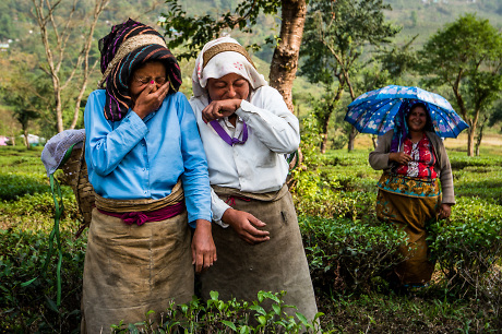 Arbeiterinnen auf der Teeplantage in Darjeeling