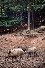 Wildschweine im Wald